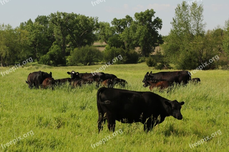 Farm Cattle Black Agriculture Cow