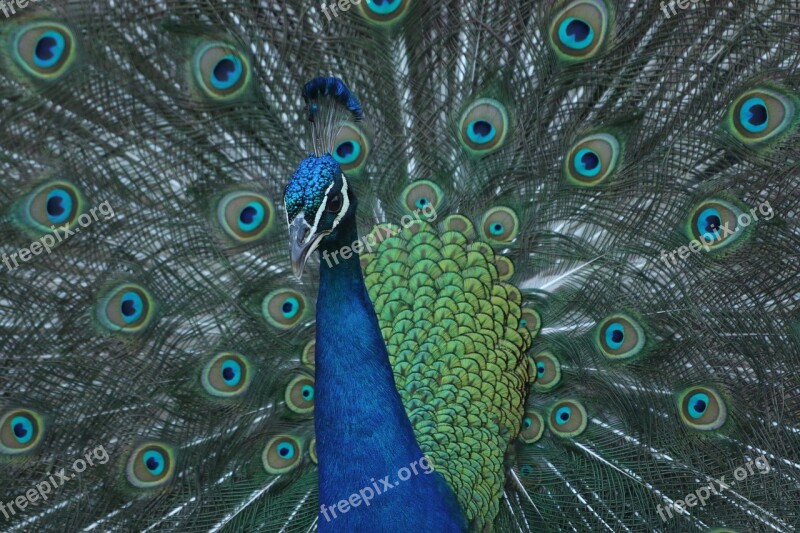 Peacock Bird Colorful Peafowl Green