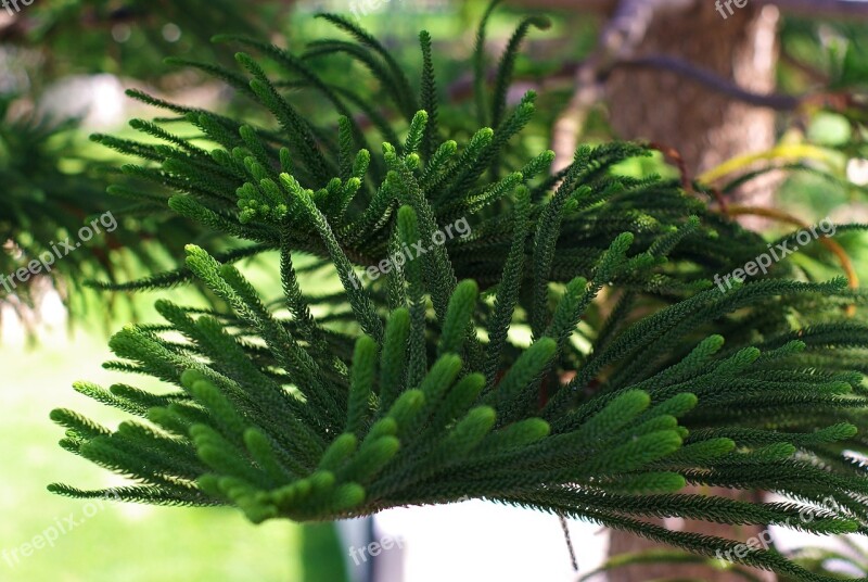 Tree Needles Nature Conifer Branches