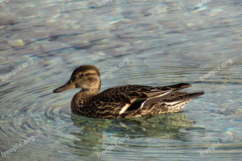 Eurasian Teal Anas Crecca Duck Dabbling Duck Wildlife