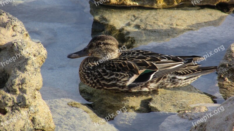 Eurasian Teal Anas Crecca Duck Dabbling Duck Wildlife