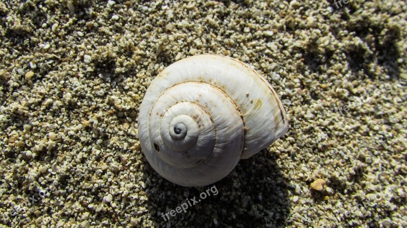 Shell Nature Spiral Helix Sand