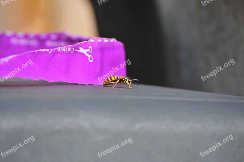 Hornet Yellow Jacket Insect Wasp Free Photos