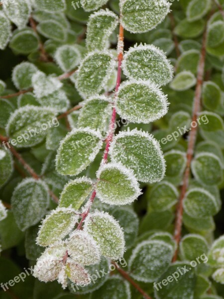 Medlar Green Leaves Frost Free Photos