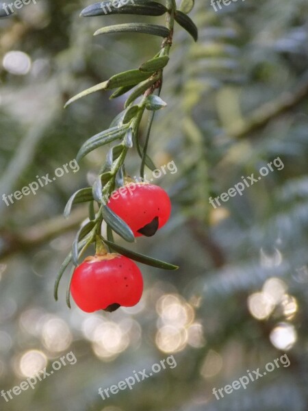 Yew Berry Red European Yew Taxus Baccata Free Photos