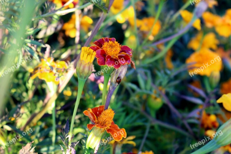 Flowers Marigold Marigolds Turkish Carnation Composites