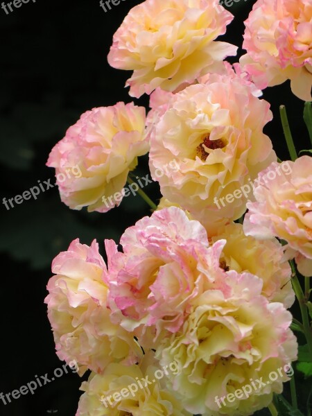 Roses Gloria Dei Yellow Pink Pale