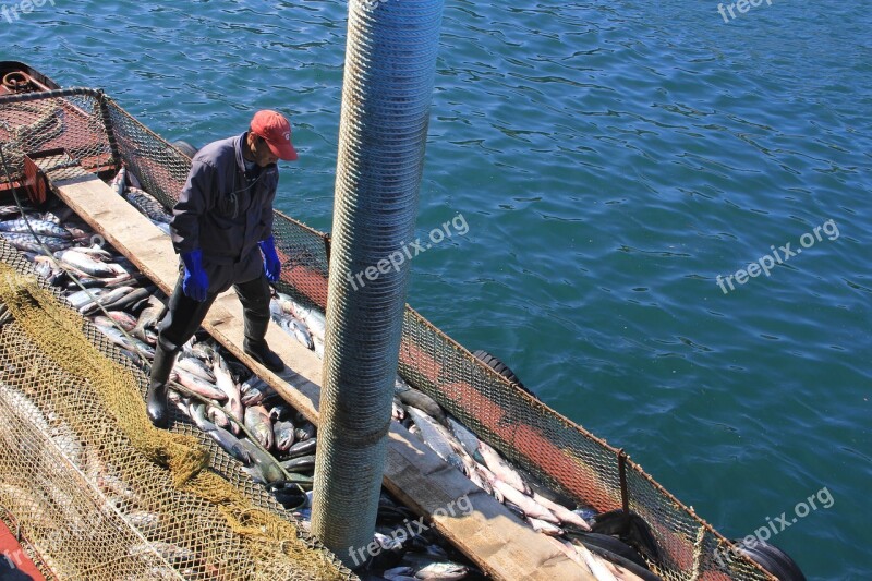 Fish Fishing Kurile Islands Etorofu Sea