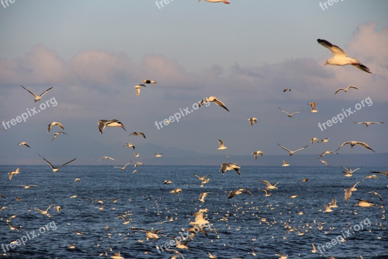 Etorofu Kuriles Gulls Sea Ocean