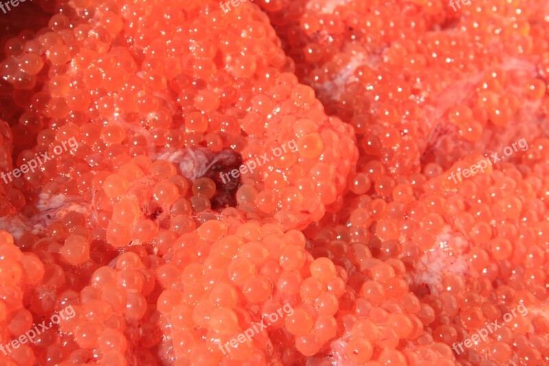 Caviar Red Caviar Kuriles Fish Trade