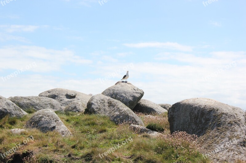 Island Brittany Rocks Gull Free Photos