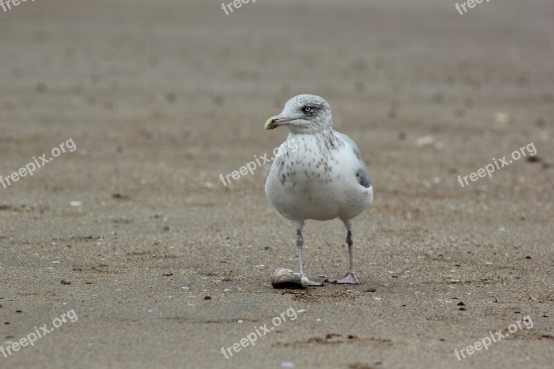 Seagull Sand Beach Gull Ornithology