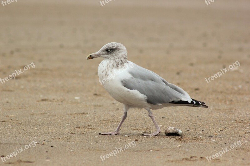 Gull Seagull Sand Beach Ornithology