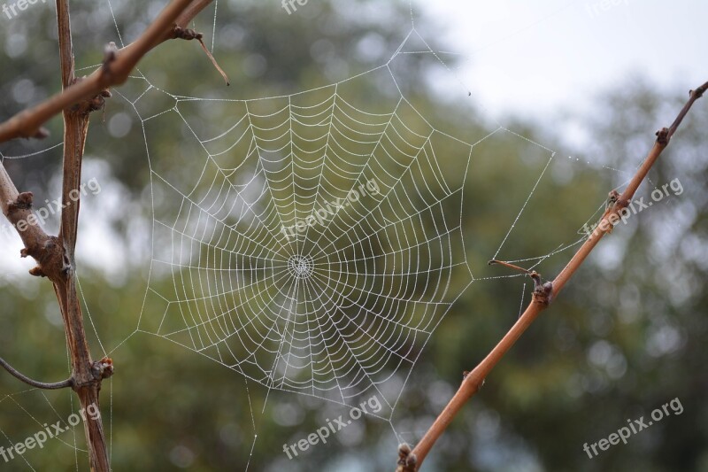 Cobweb Spider Web Free Photos