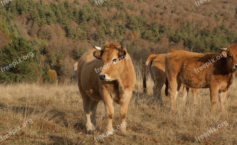 Lozere Herd Cows Pastures Free Photos