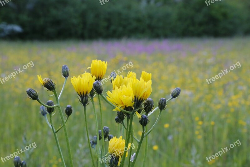 Flower Wild Flower Meadow Flower Meadow Nature