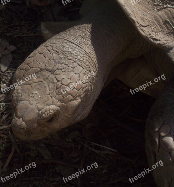 Turtle Tortoise Animal Reptile Wildlife