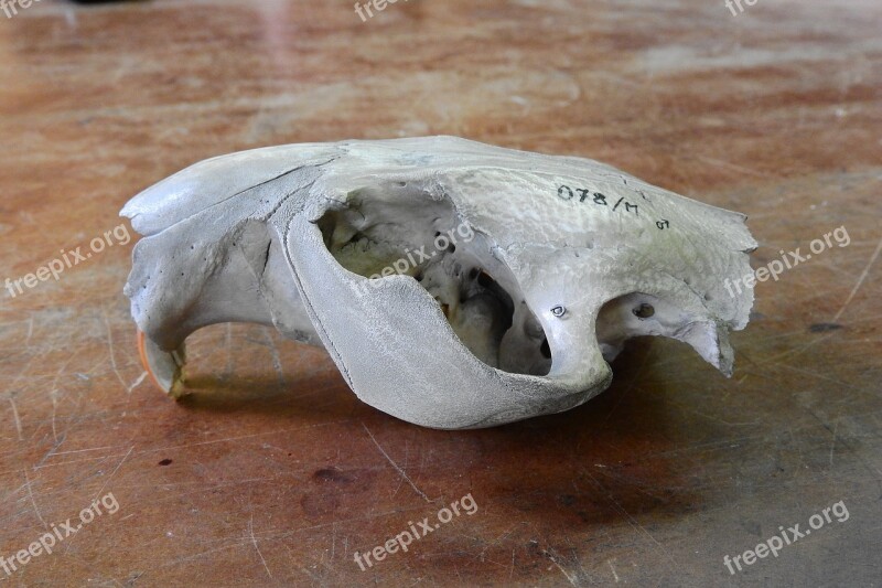 Skull Skeleton Teeth Anatomy Animal Skull