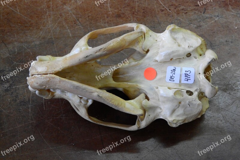 Skull Skeleton Bone Anatomy Cranial Base