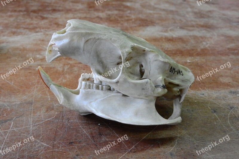 Skull Skeleton Teeth Anatomy Jaw