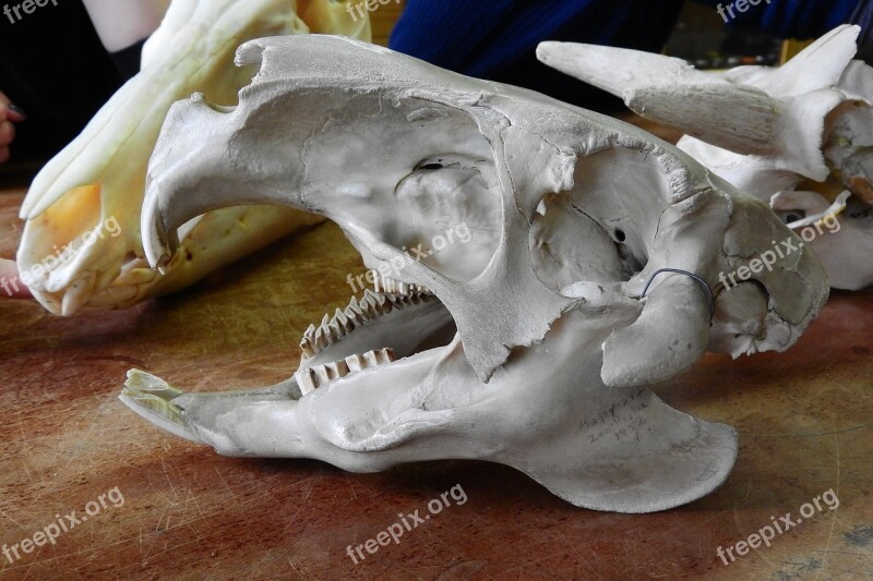 Skull Skeleton Teeth Anatomy Jaw