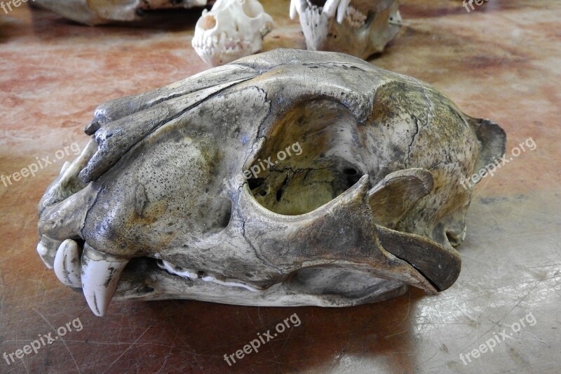 Skull Skeleton Bone Teeth Anatomy