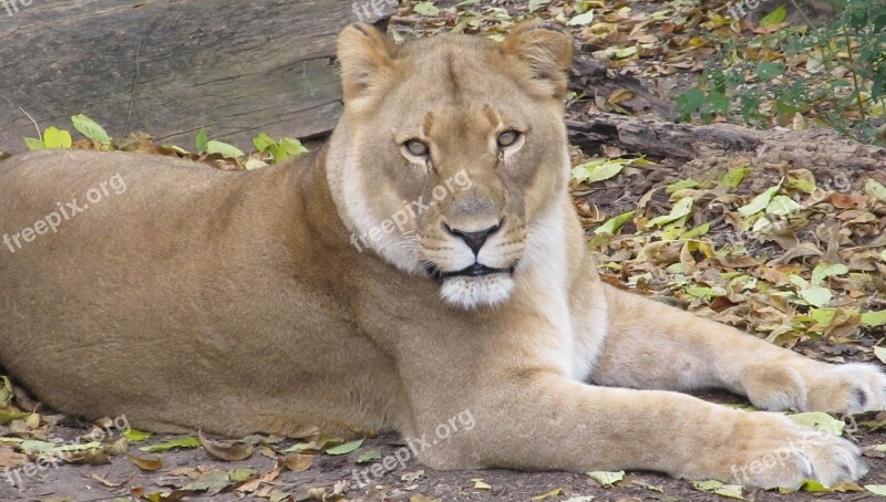 Lioness Female Lion Close Up Staring Wildlife