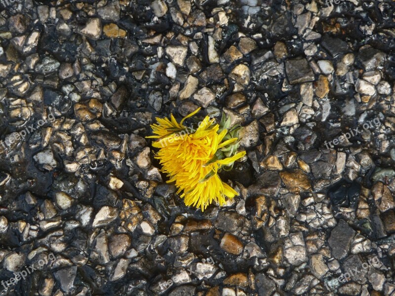 Dandelion Tar Gravel A Flower Groung