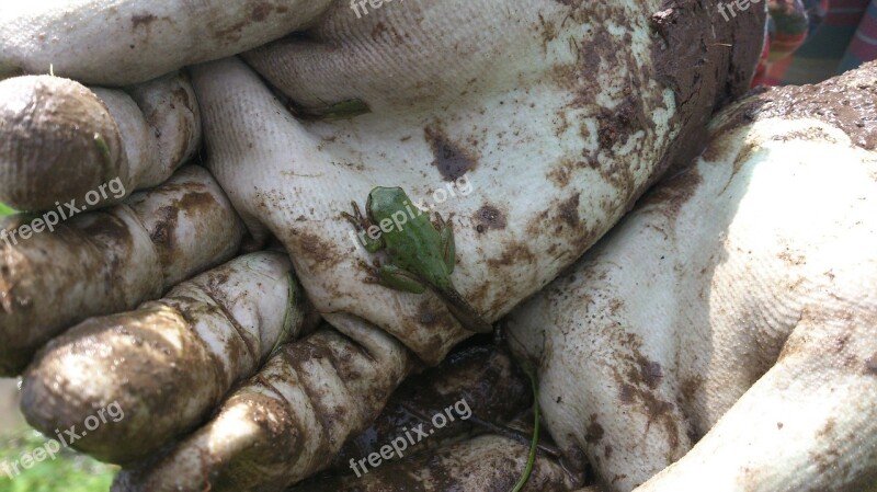 The Frog Small Green Frog Free Photos