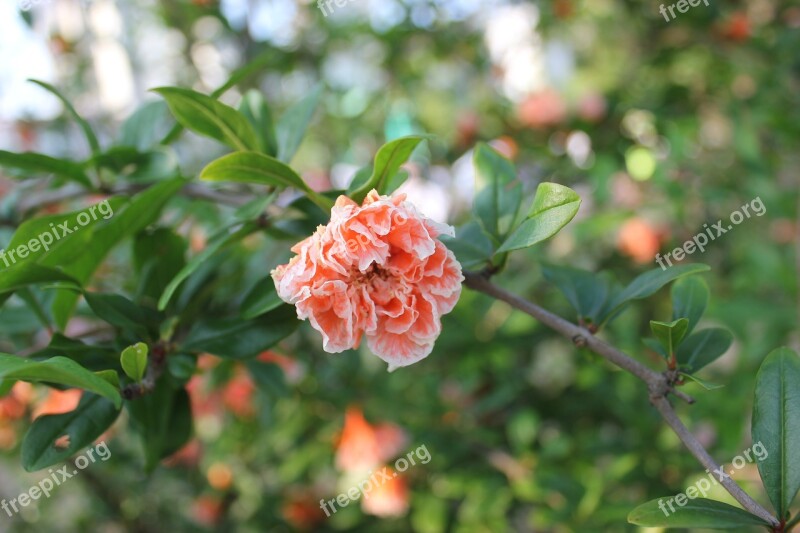 Red Flowers Green Leaf Rose Flower Free Photos