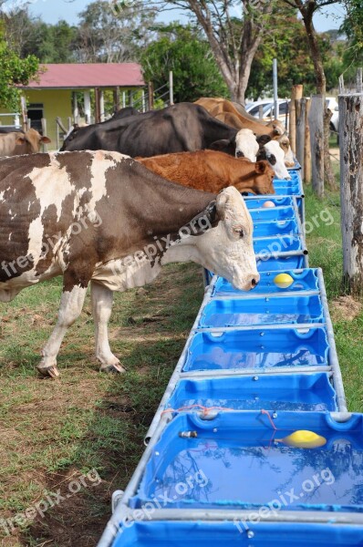 Livestock Drinking Water Free Photos