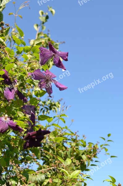 Flowers Sky Summer Blue Background Free Photos