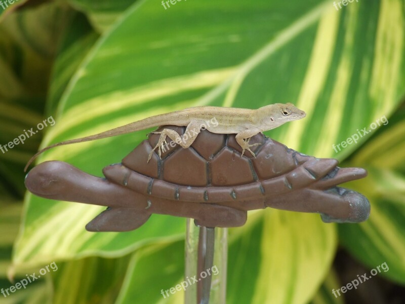 Lizard Turtle Animal World Anole