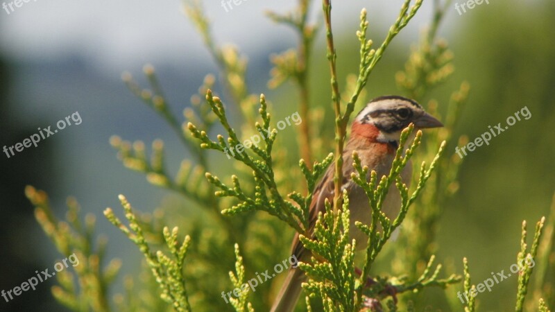 Hacksaw Bird Zonotrichia Capensis Buddhist Temple Khadro Ling Free Photos