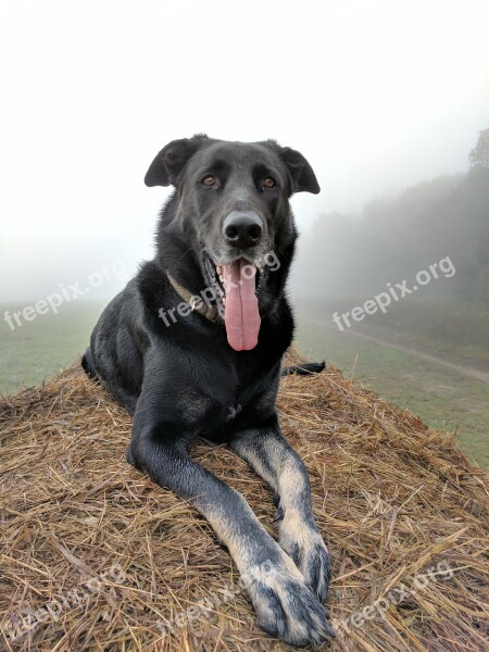 Pose Portrait Dog Yawn Rest