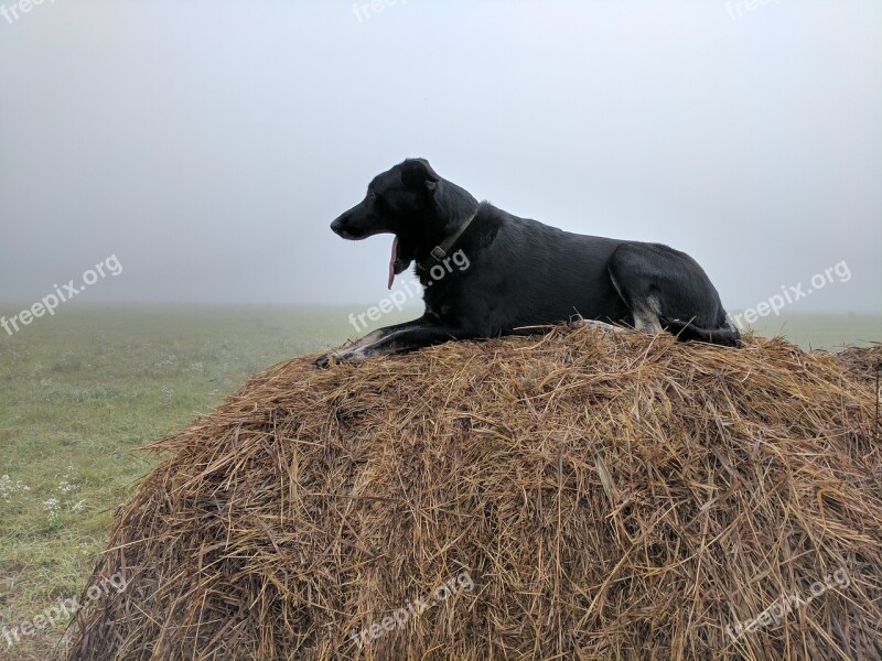 Dog Yawn Rest Overlook Hay