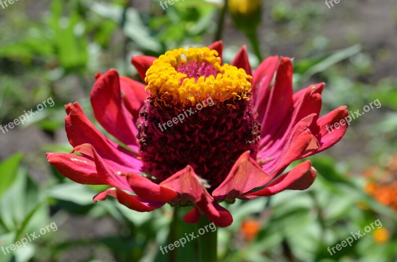 Flower Red Flower Maj Zinnia Free Photos