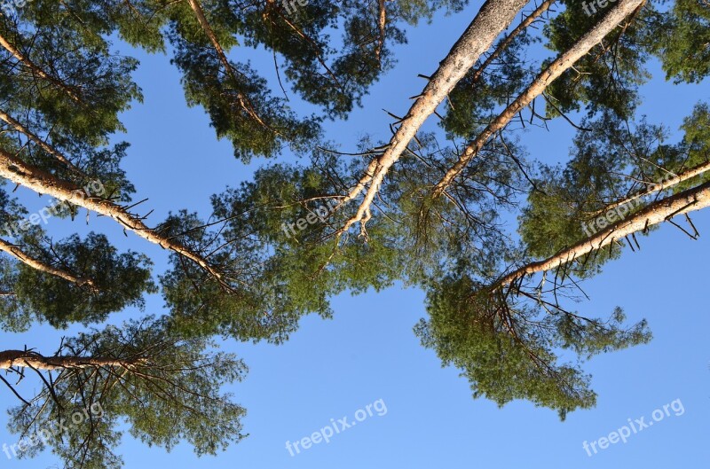 Nature Pine View From The Bottom Spring Sky