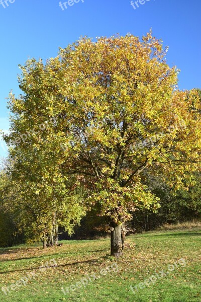 Deciduous Tree Autumn Innermost Coloring Free Photos