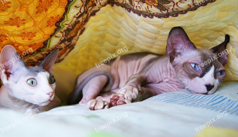 Lysyekiski Sphynx Paws Cats Free Photos