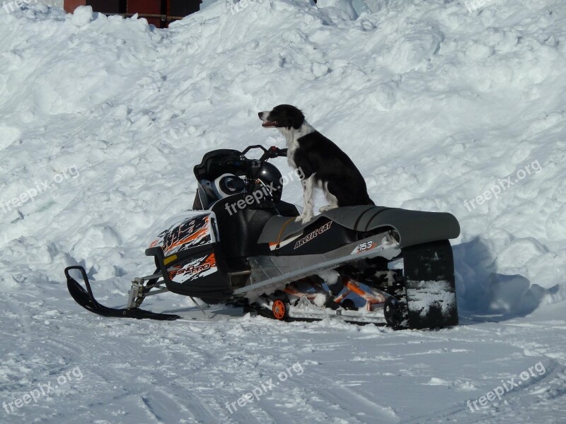 Collie Dog Sheepdog Skidoo Ice River Snow