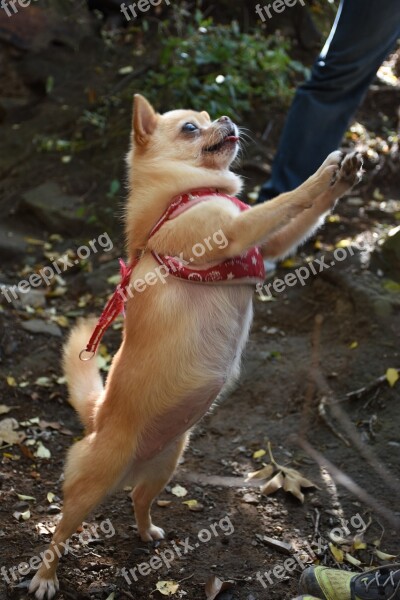 Standing Dog Chihuahua Free Photos