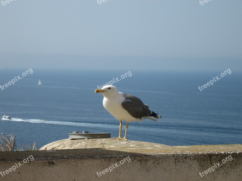 Seagull Bonifacio Bird Sea Free Photos