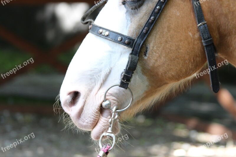 Horse The Lips Of A Horse Lips Bridle Harness