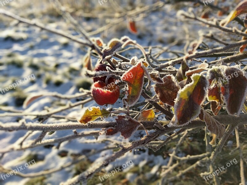 Apple Branch Rime Eaten Apple Sun And Ice Frost