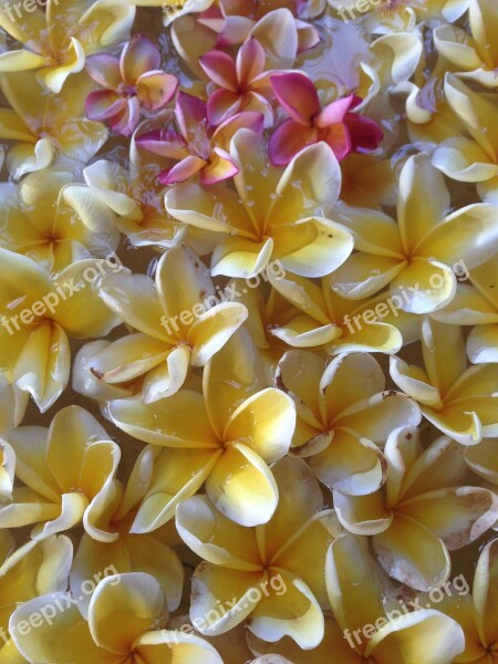 Este Frangipani Gorgeous Free Photos