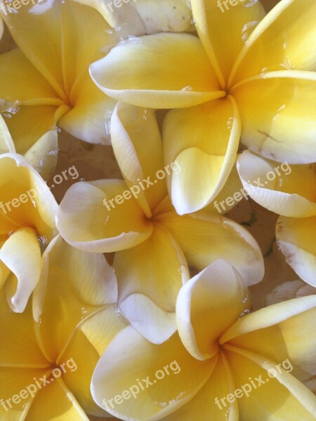 Frangipani White Bali Flowers Free Photos