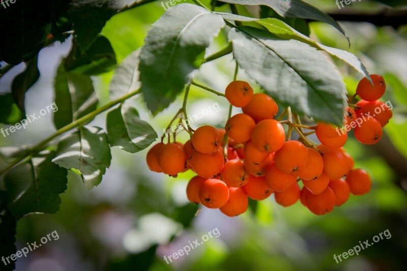 Rowan Branch Berry Free Photos