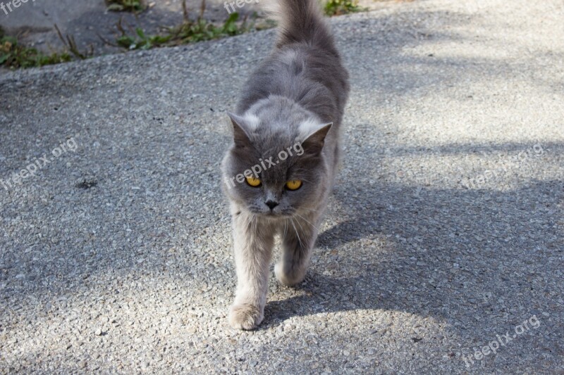 Cat Animals Nature Pet Gray Hair