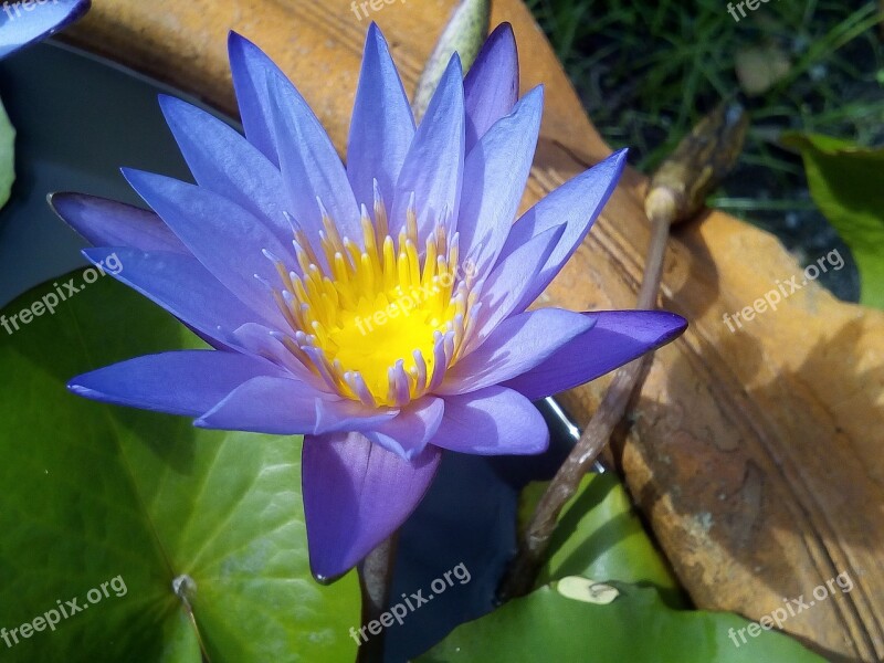 Lotus Leaf Lotus Water Plants Flowers Lotus Lake